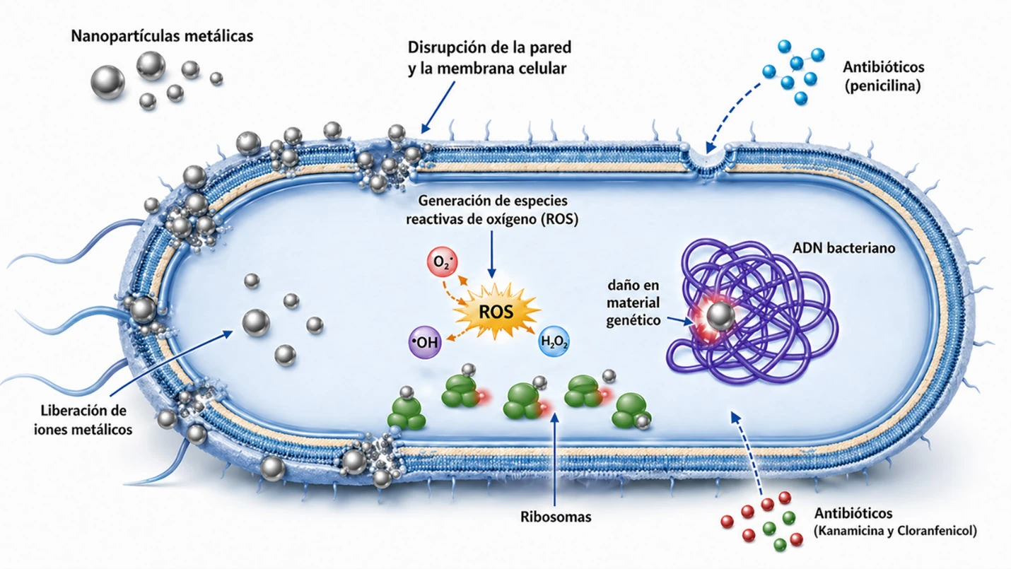 Mecanismos antimicrobianos de nanopartículas metálicas sobre una célula bacteriana