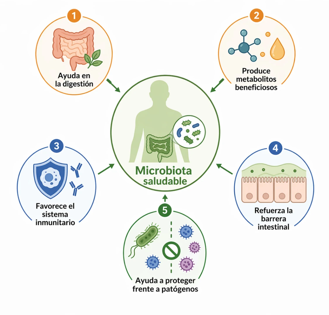 Funciones de una microbiota saludable en digestión, metabolismo, inmunidad y protección frente a patógenos