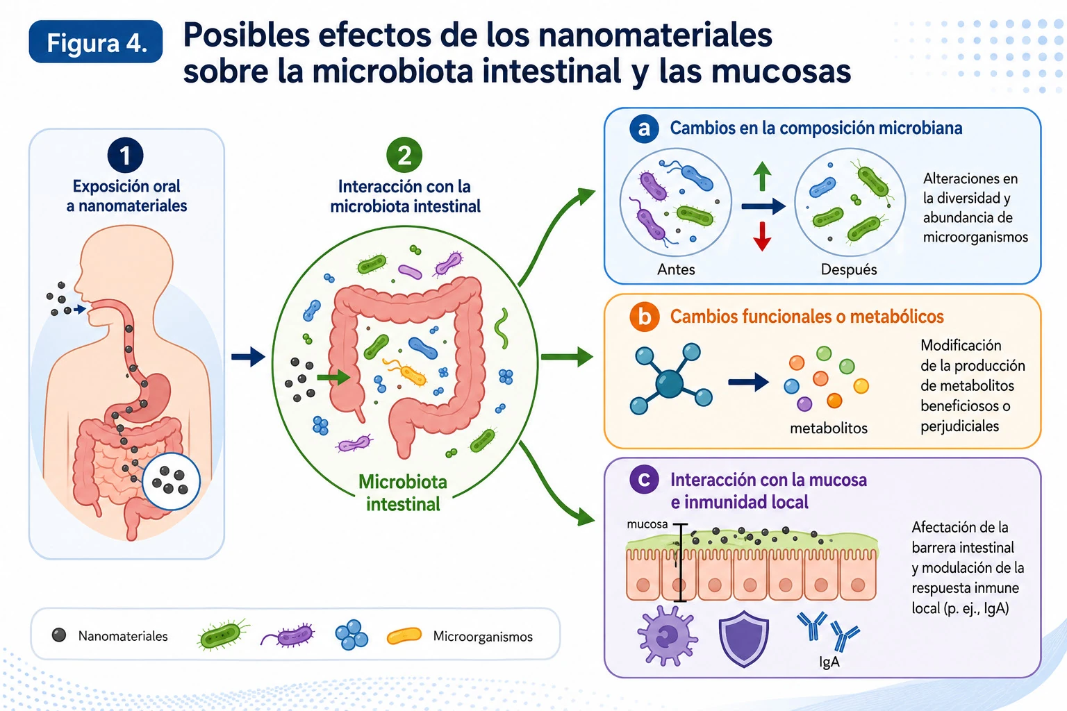 Posibles efectos de los nanomateriales sobre la microbiota intestinal y las mucosas